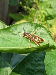 Polistes fuscatus