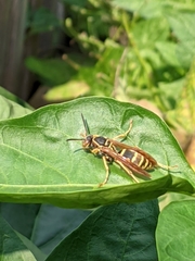 Polistes fuscatus