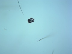 Microcystis wesenbergii