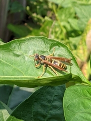 Polistes fuscatus