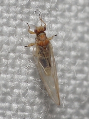 Kuwayama medicaginis