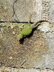 Sceloporus internasalis