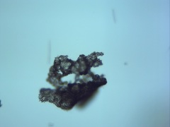 Microcystis wesenbergii