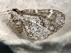 Stamnodes gibbicostata