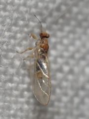 Kuwayama medicaginis