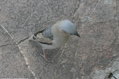 Pseudonigrita arnaudi