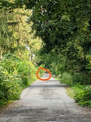 Vulpes vulpes fulvus