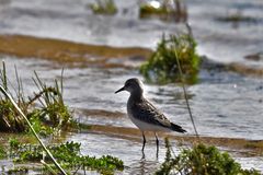 Calidris minuta