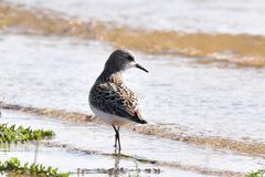 Calidris minuta