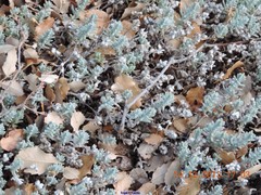 Teucrium gnaphalodes