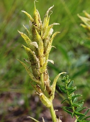 Oxytropis muricata