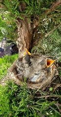 Turdus migratorius