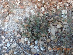 Helianthemum asperum