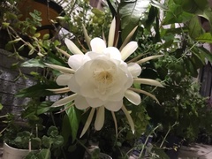 Epiphyllum oxypetalum