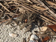 Clathria prolifera