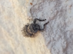 Sternidius punctatus