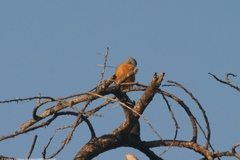 Melaenornis semipartitus