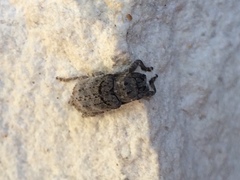 Sternidius punctatus