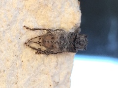 Sternidius punctatus