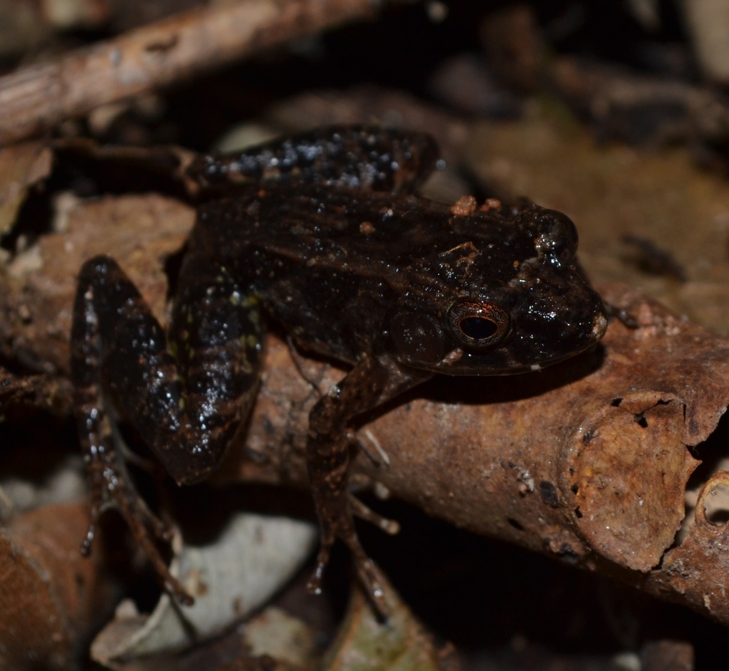 Mantidactylus tricinctus