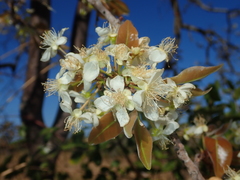 Eugenia dysenterica