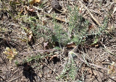 Oxytropis reverdattoi