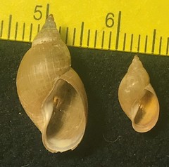 Galba bulimoides