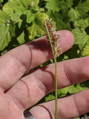 Carex fracta