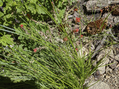 Carex fracta