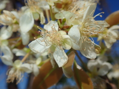 Eugenia dysenterica