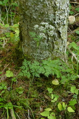 Conioselinum chinense