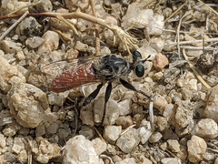 Cerotainiops