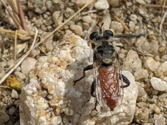 Cerotainiops