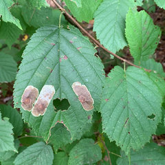 Cameraria corylisella