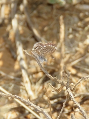 Brephidium metophis