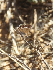 Brephidium metophis