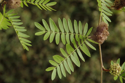 Calliandra surinamensis