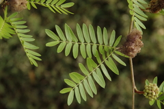 Suriname stickpea