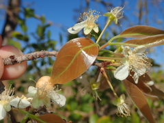 Eugenia dysenterica