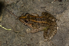 Miranda's White-Lipped Frog photo 4