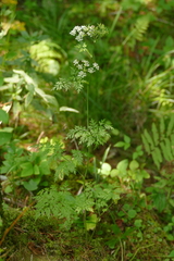 Conioselinum chinense