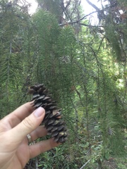 Picea breweriana