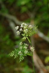 Conioselinum chinense