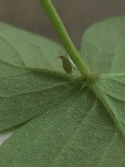 Macrosiphum euphorbiae