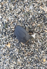 Erodius siculus neapolitanus