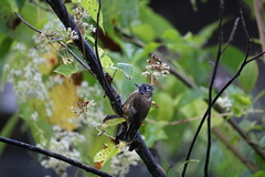 Picumnus nebulosus