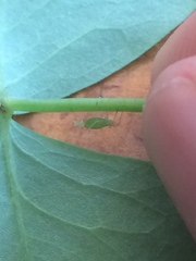 Macrosiphum euphorbiae