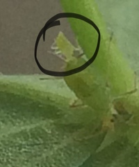 Macrosiphum euphorbiae