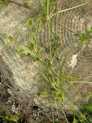 Cyperus retrorsus