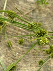 Cyperus retrorsus